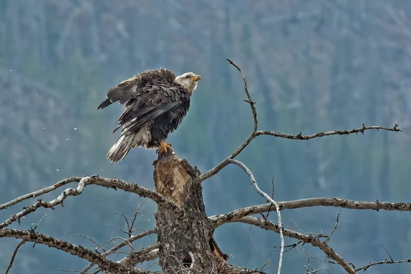 Bald Eagle Perching Atop Dead Tree Yellowstone National Park — Stock Photo, Image