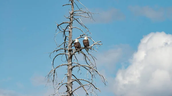 Dva Orli Bělohlaví Obhlížejí Své Teritorium Vrchu Mrtvého Stromu Yellowstonském — Stock fotografie
