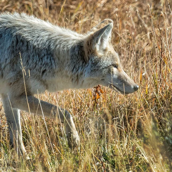 Coyote Perseguindo Cuidadosamente Sua Presa Parque Nacional Yellowstone — Fotografia de Stock