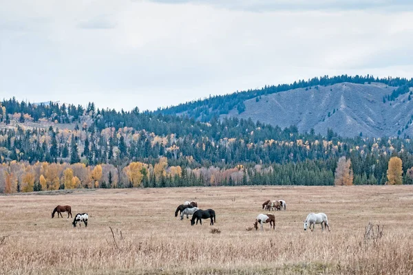 Herd Horses Grazing Grassy Field Grand Teton National Park — Fotografia de Stock