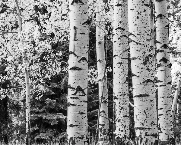 A small stand of aspen trees presented in an infrared view