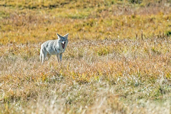 Coyote Solitaire Bâille Alors Tient Dans Une Prairie Herbeuse Parc — Photo
