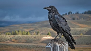 Raven on post at pullout in Hayden Valley, Yellowstone National Park