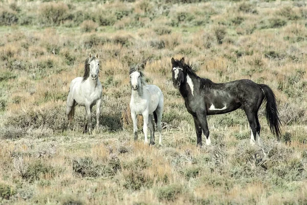 Black mustang stallion standing with mare and colt in the Colorado high desert