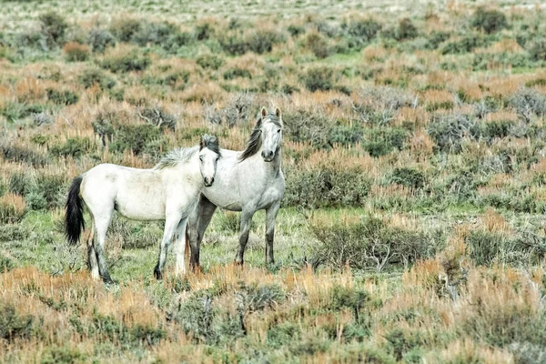 Gray mustang mare standing with white colt in the Colorado high desert