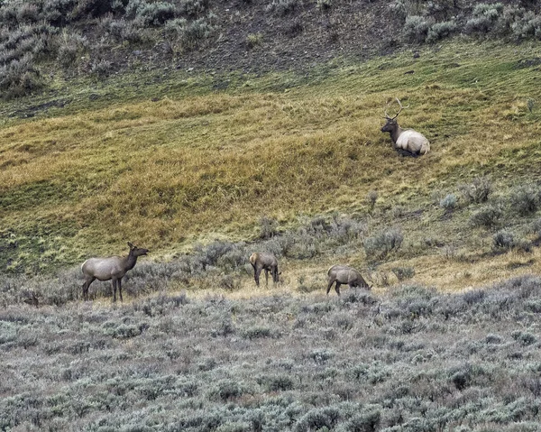 イエローストーン国立公園のヘイデン渓谷でバルエラ および2頭のエルクの子牛を含むエルクファミリー — ストック写真