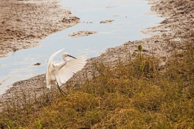 Büyük Akbalıkçıl Çimenli bir kıyı şeridine iniyor