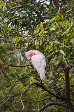 Binbaşı Mitchell 'in Papağanı Preening