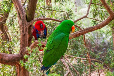 Erkek ve dişi Eclectus Papağanları Ağaç dallarına tünemiş.