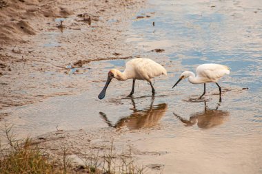 Royal Spoonbill ve Great Egret Gıda Arayışı Çamurlu bir Bank boyunca, Avustralya