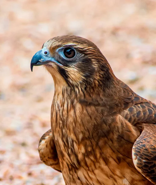 Brauner Falke Großaufnahme Von Kopf Auge Und Schnabel — Stockfoto