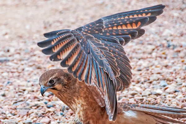 Brown Falcon Australia Outback — Stock Photo, Image