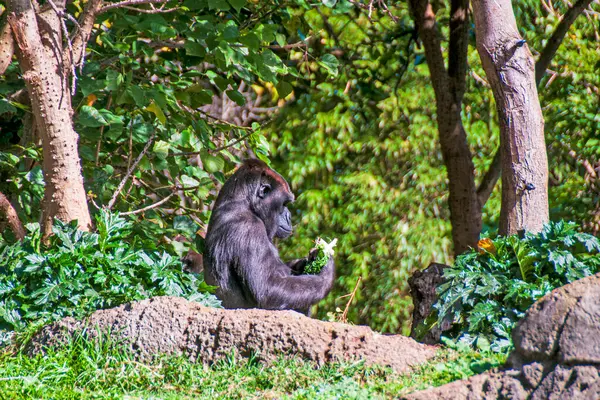 Gorille Des Basses Terres Occidentales Contemplant Petit Déjeuner — Photo