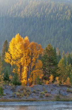 Aspens Nehir Kıyısı Boyunca