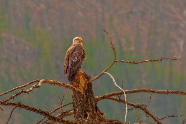 Ölü Ağaç Tüneğindeki Kel Kartal