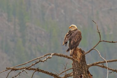 Kel Kartal Ölü Ağaca Tüymüş
