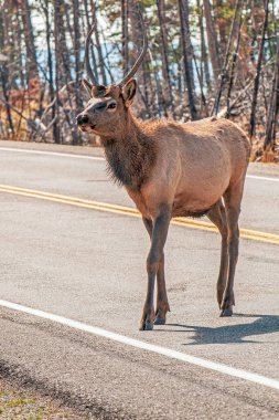 Yellowstone Ulusal Parkı 'nda Elk Kavşağı Yolu