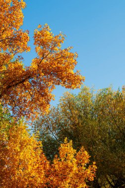 Wyoming 'de Sonbahar Rengi