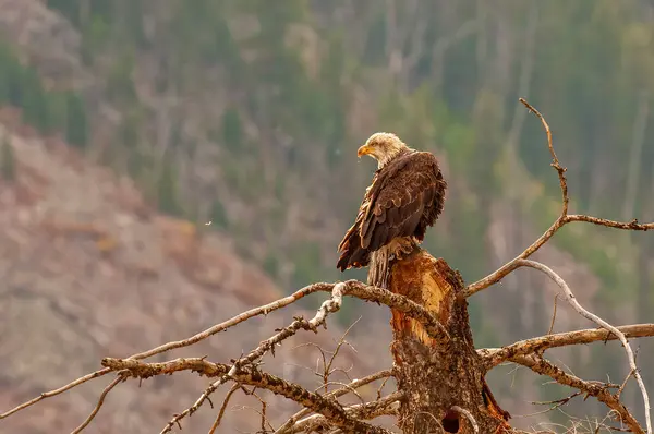 Bald Eagle Κοιτάζοντας Έντονα Στην Απόσταση — Φωτογραφία Αρχείου