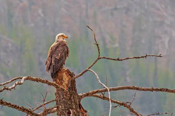 Bald Eagle Perched Atop Dead Tree — Stock Photo, Image