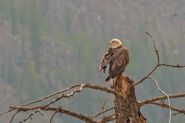 Bald Eagle Perched Dead Tree — Stock Photo, Image