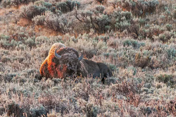 Buffalo Descansando Uma Manhã Gelada — Fotografia de Stock