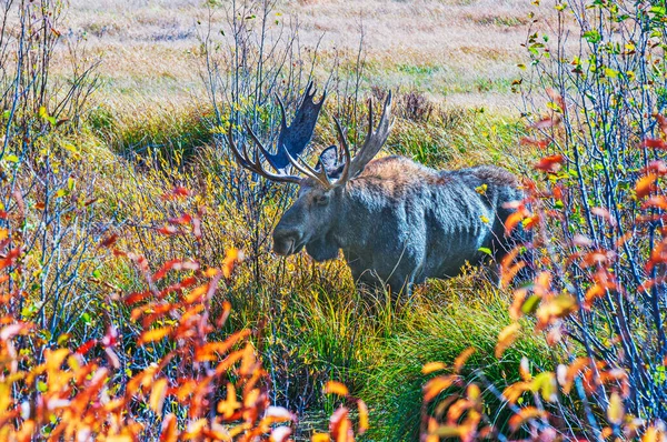 Bull Moose Procházení Travnaté Bažiny — Stock fotografie