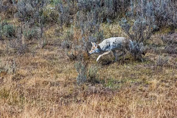 Kojot Polowaniu — Zdjęcie stockowe