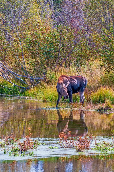 Female Moose Feeding Pond — Stock Photo, Image