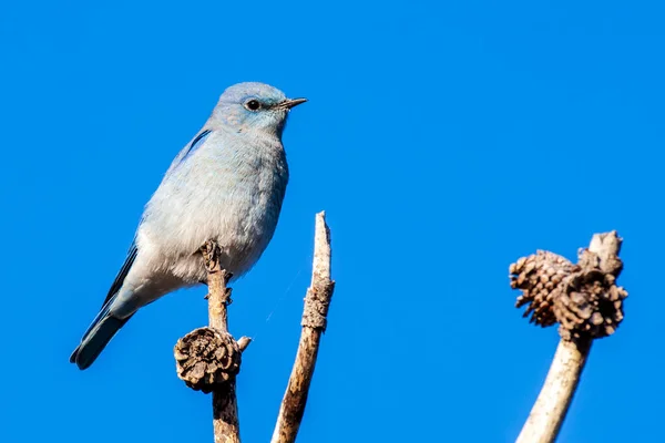 Pájaro Azul Montaña Posando Una Pequeña Rama — Foto de Stock