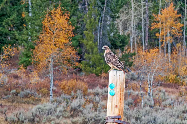 Red Tailed Hawk Perching Gate Post — Stock fotografie