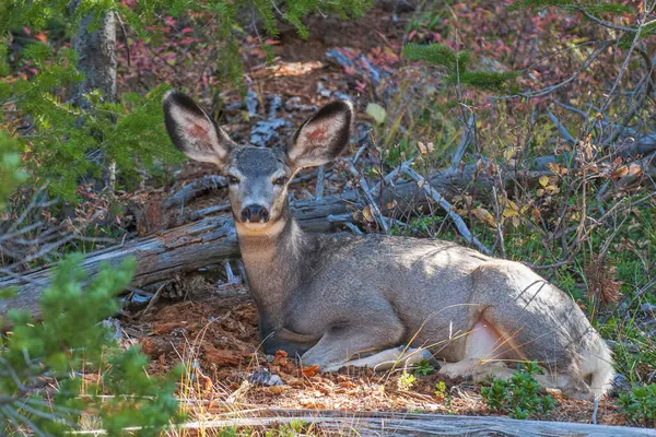 stock image Mule Deer Resting Quietly in a Forest