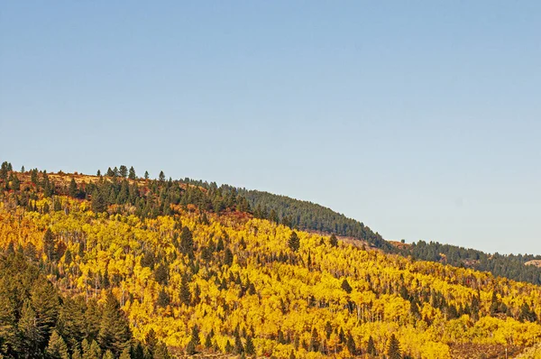 Árvores Uma Encosta Wyoming — Fotografia de Stock