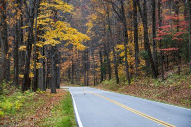 Sonbahar Yeşilliği Yol boyunca