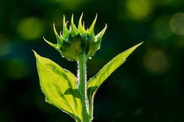 Sabah Güneşi Ayçiçeği Bud