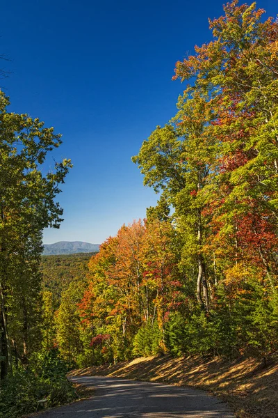 Colorfull Trees Line Georgia Mountain Road — Fotografia de Stock
