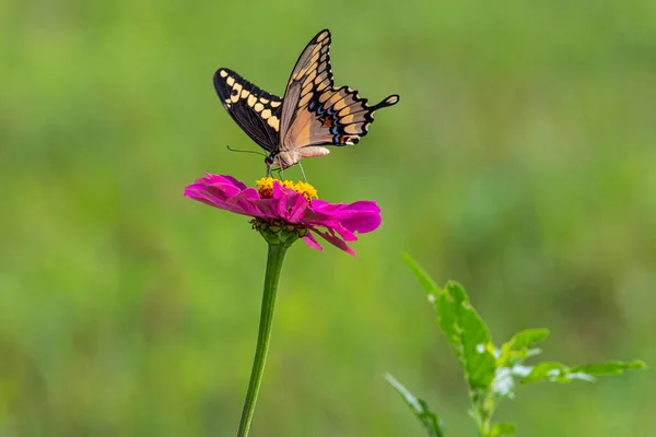 Giant Swallowtail in Full Color