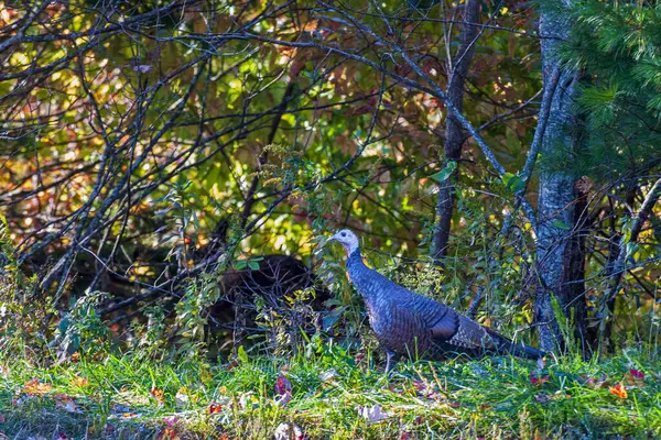 Wild Turkey Marcher Lisière Des Bois — Photo