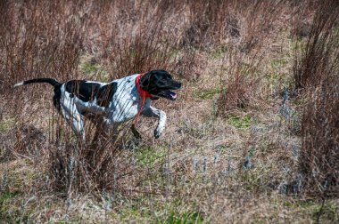Siyah ve Beyaz İşaretçi