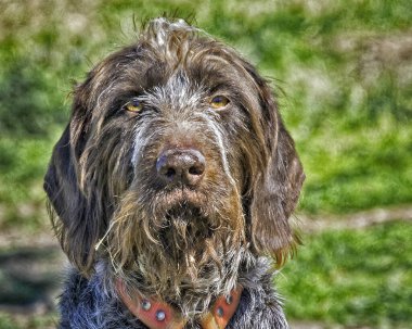 Tel saçlı Sivri uçlu Griffon Portresi