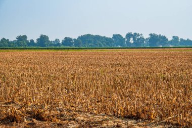 Mısır tarlaları yaz günlerinde hasat üstüne hasat