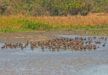 Kara Göbekli Islık Ördekleri Grubu