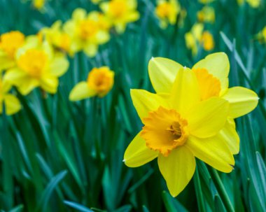 Doğu Teksas Nergis Kapanışı