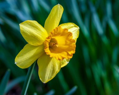 İzole edilmiş Sarı Nergis Kapanışı