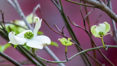 Dogwood Doğu Teksas 'ta çiçek açıyor.