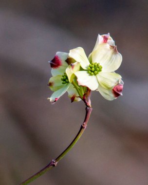 Doğu Teksas Dogwood Çiçek Çifti