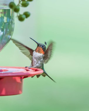 Yetişkin Erkek Yakut Böcekten Kaçan Sinek Kuşu