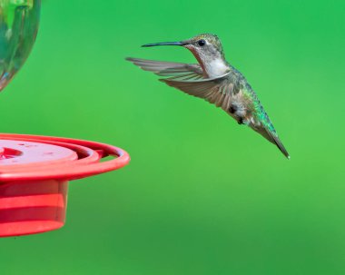 Yeşil Arkaplanda Sinek Kuşu Besleyiciye Yaklaşıyor