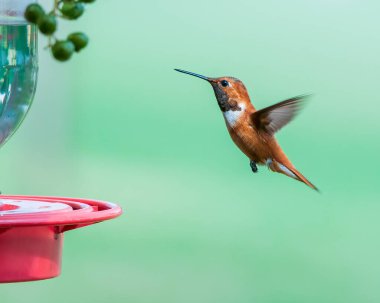 Rufous Hummingbird Besleyicinin yanında uçuyor