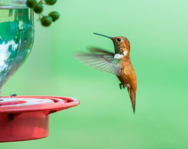 Rufous Hummingbird Sinekkuşu Besleyicisi 'nin yakınında geziniyor.